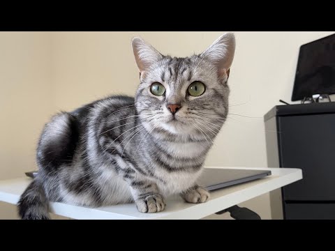 Life With Cats - American Shorthair & British Shorthair #17