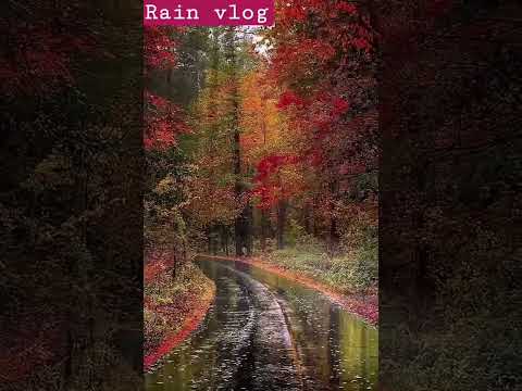 Rainy Autumn Stroll | A Forest Road Blanketed in Golden Leaves | Rain For Stress Relief 2.0