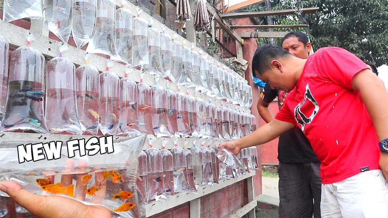 CHEAPEST AQUARIUM FISH SELLER ON THE STREET ** I bought new fish**