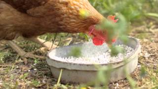 O'Daniel Farms & SKY Market, Bowling Green, KY