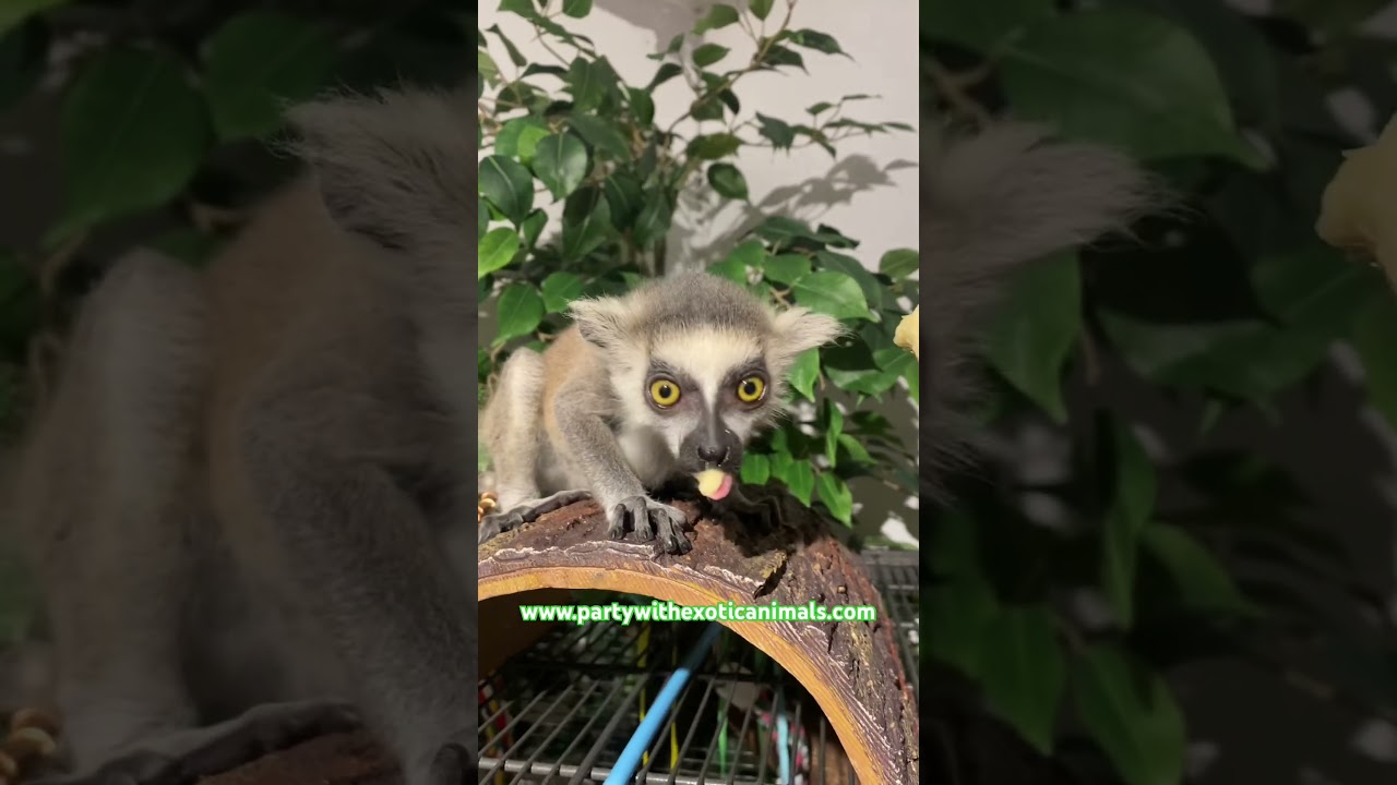 Promotional video thumbnail 3 for Party With Exotic Animals