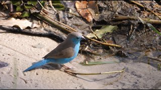 Download lagu Burung Waxbill Biru bernyanyi lagu panggilan - The Blue Capped Cordon Blues mp3