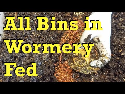 Hearty feeding for all active worm bins (& bag) in my wormery - vermicomposting