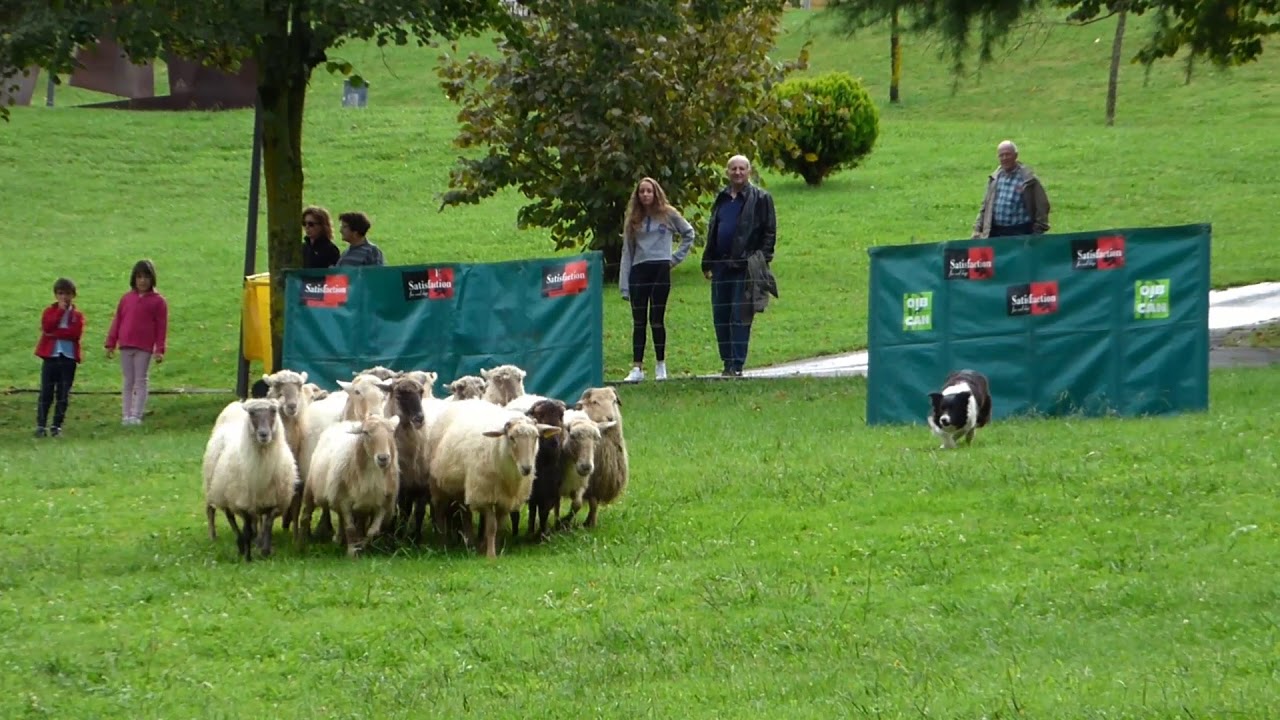 Campeonato de perros pastor - Galdakaoko Jaiak 2017