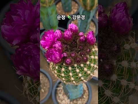 #아름다운#선인장꽃 #순정#강문경#뮤비