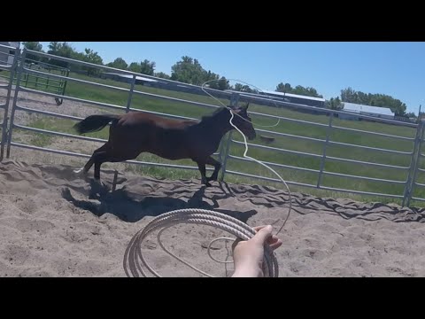 Throwing A Houlihan On The New Oswald Gelding