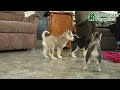 Siberian Husky dogs for sale: Rex - Video 1