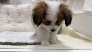 パピヨンの動画01