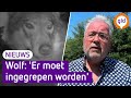 Bezwaar op PAINTBALL tegen de WOLF gebruiken: 'Een heel dom plan'