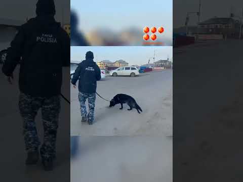 В Караганде собака Тайга за полчаса нашла потерявшегося 4-летнего мальчика