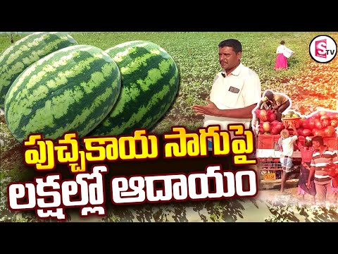 పుచ్చకాయ సాగు పై లక్షతో ఆదాయం | Watermelon Cultivation | Watermelon Farming | SumanTV