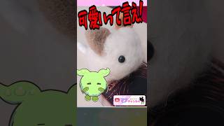 【質問来てた！】遊戯王以外の趣味ってありますか？ #yugioh #shorts