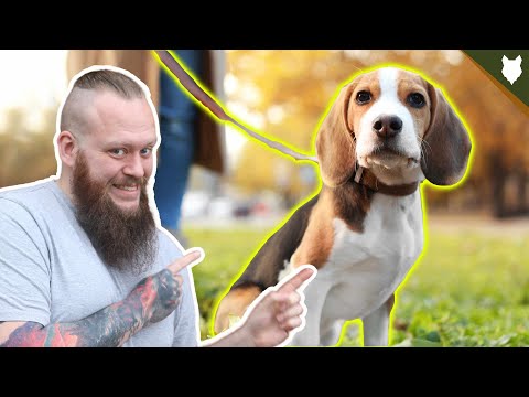 How To Train Young PUPPIES To WALK TO HEEL