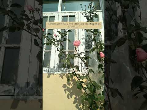 trending Kashmiri song whatsapp status #Golabaw #Aestheticquotes #Kashmir #Trending