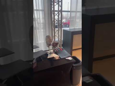 Iberico kumpio pjaustymas ir degustacija #2