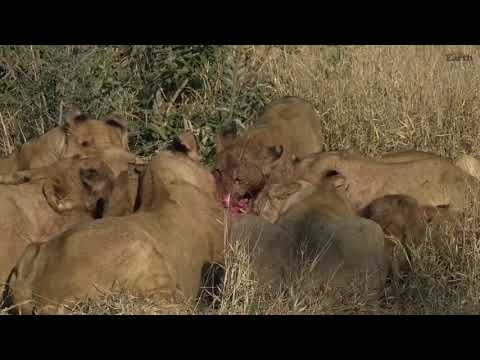 LIONS - WARTHOG KILL - From Wild Earth TV