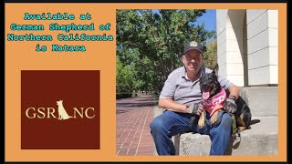 Video preview image #1 German Shepherd Dog Puppy For Sale in Cupertino, CA, USA