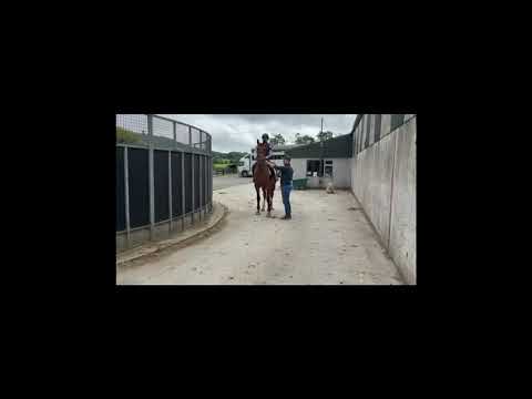 3yr old Gelding broken - Image 2