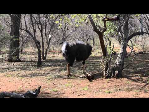 Fierce Slowmo Nyala Display