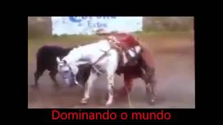 Touro mata cavalo em arena de rodeio
