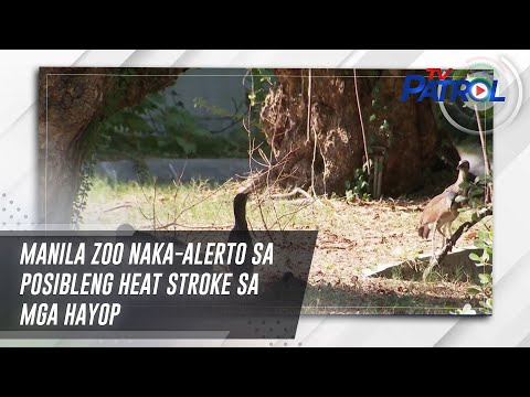 Manila Zoo naka-alerto sa posibleng heat stroke sa mga hayop