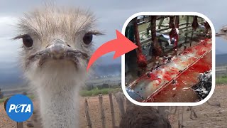 Ostriches Killed for Hermès, Prada Bags