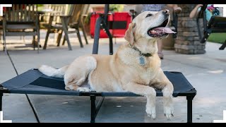 Lucky Dog LIT SURÉLEVÉ POUR CHIEN Robuste et confortable avec tissu respirant