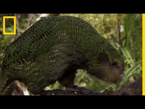 L'étrange perroquet kakapo