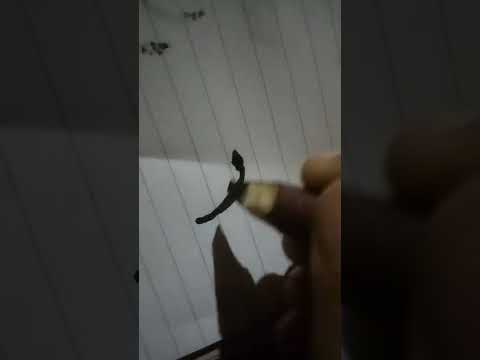 zahid name calligraphy Arabic