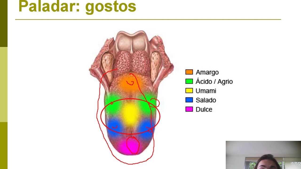 Aula 10 Análise sensorial de alimentos Parte1 video