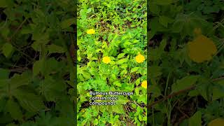 Buttercups #nature #flowers #spring #blooms #pollinators #hiking #meadows #buttercup