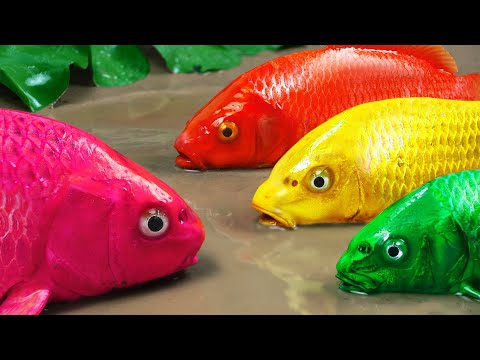Stop Motion ASMR - The Most Beautiful Colorful KOI Catching Strange Catfish | Mud Cooking Experiment