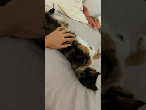 Nailah Loves The Pets