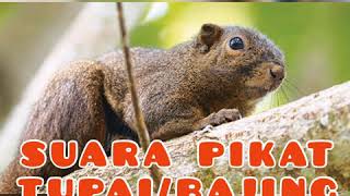 Download lagu Full HD suara pikat BAJING (TUPAI) SUPER JERNIH dan 100 % REALL mp3 Download lagu Full HD suara pikat BAJING (TUPAI) SUPER JERNIH dan 100 % REALL mp3