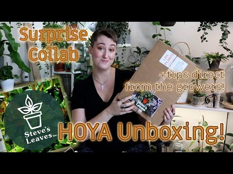 Steve's Leaves Collab: Hoya Unboxing!! | DreamsofHoya