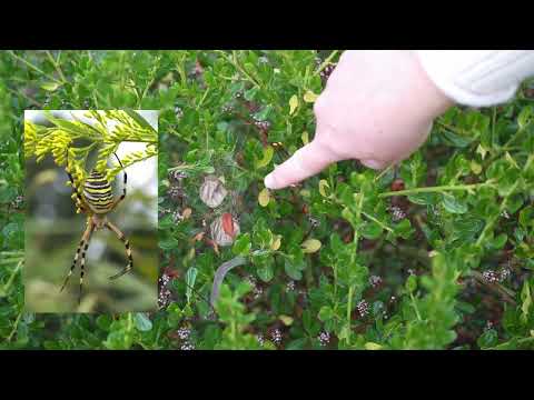 BUGA 23 Mannheim die 3. und letzte Klappe vor dem Abbau
