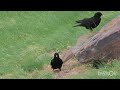 Žutokljuna galica - Yellow-billed or Alpine chough - Pyrrhocorax graculus