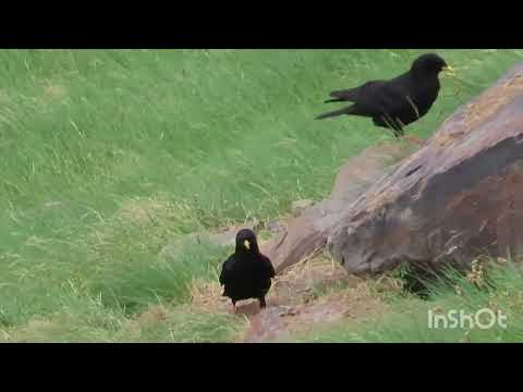 Čavka žltozobá (Pyrrhocorax graculus) — správanie, biotop a hlas