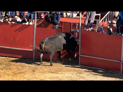 El Toro Abre la Puerta del Callejón Ajalvir 2025mp4