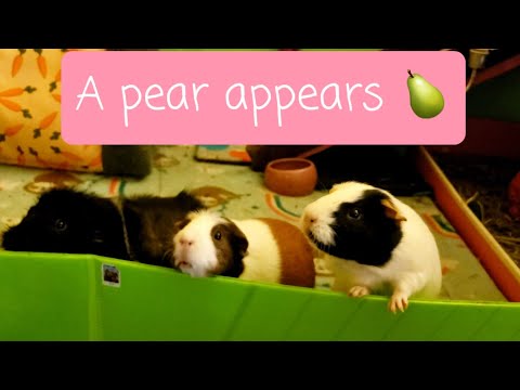 YouTube video about: Are pears good for guinea pigs?