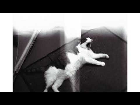 Analog Photography | 2018.12.03. Cats | ruu.lv