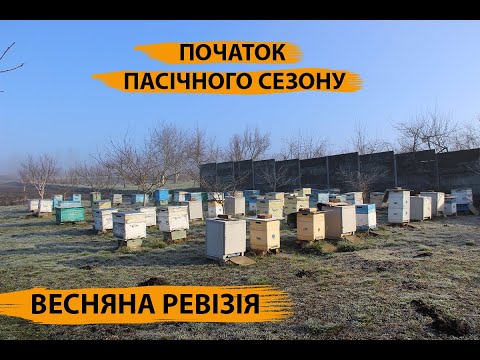 Мед липа 0,5л (700г) Маслянистой консистенции! - фото 6 - id-p1476753129