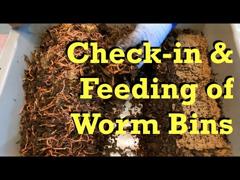 103-, 71- & 28-day red wiggler worm bins checked-in on & fed - vermicomposting