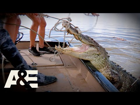 Top 3 MASSIVE Gators (Part 2) | Billy the Exterminator | A&E