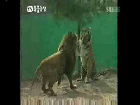 Sumatran Tiger defeats African Lion Pride. Lions submit