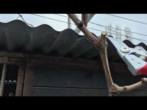 Krasitja e hardhisë së rrushit 1