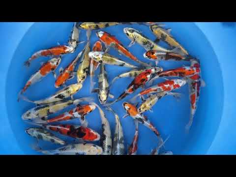 Ikarashi Toshinobu jks 03