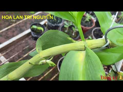 HOA LAN TRÍ NGUYỄN
