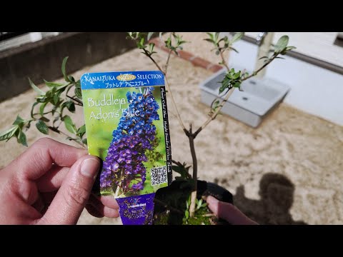 園芸 球状ブッドレア、球状蝶の木、マティコ