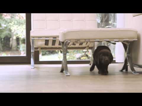 PRO PLAN Starterbox – Willkommensgeschenk für Welpen!